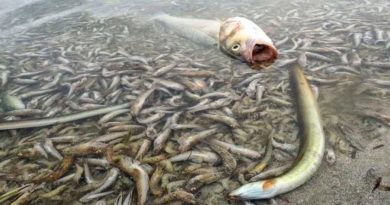 martwe ryby na plaży Mar Menor