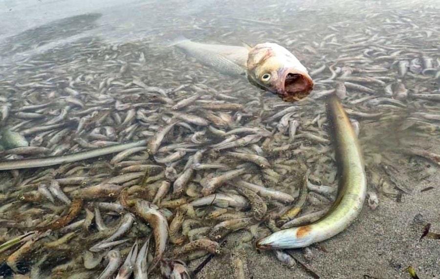 martwe ryby na plaży Mar Menor