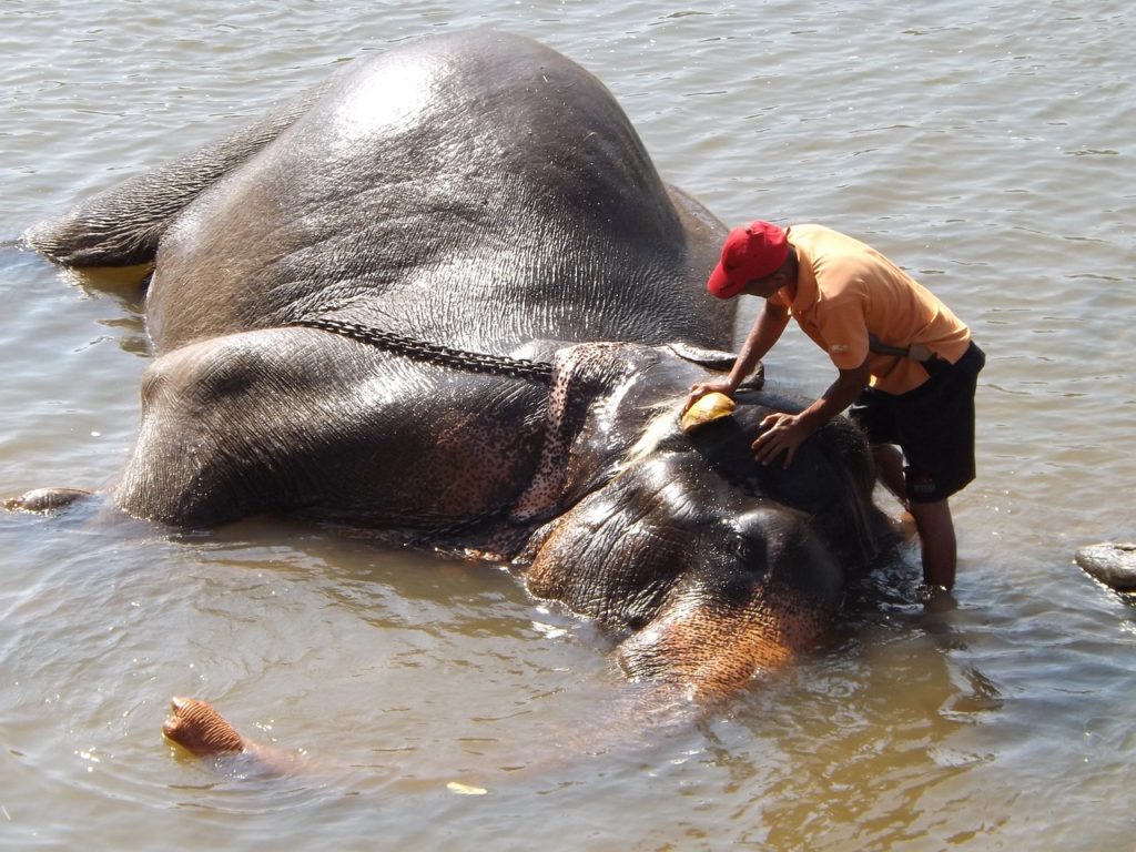 słoń podczas kąpieli, myty przez opiekuna