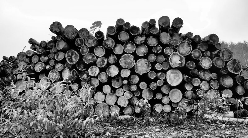 ścięte drewno w dużych ilościach, leżące na skraju poręby