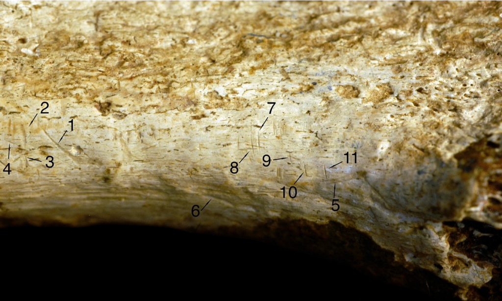 Jasno oświetlony fragment ludzkiej kości z zaznaczonymi drobnymi nacięciami na jej powierzchni
